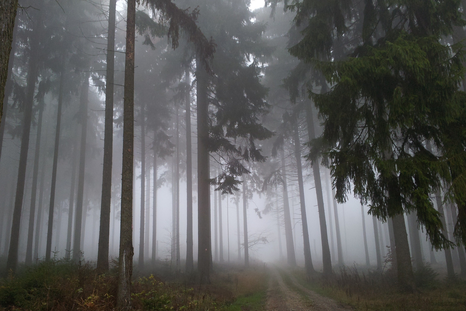 Weg in den Nebel