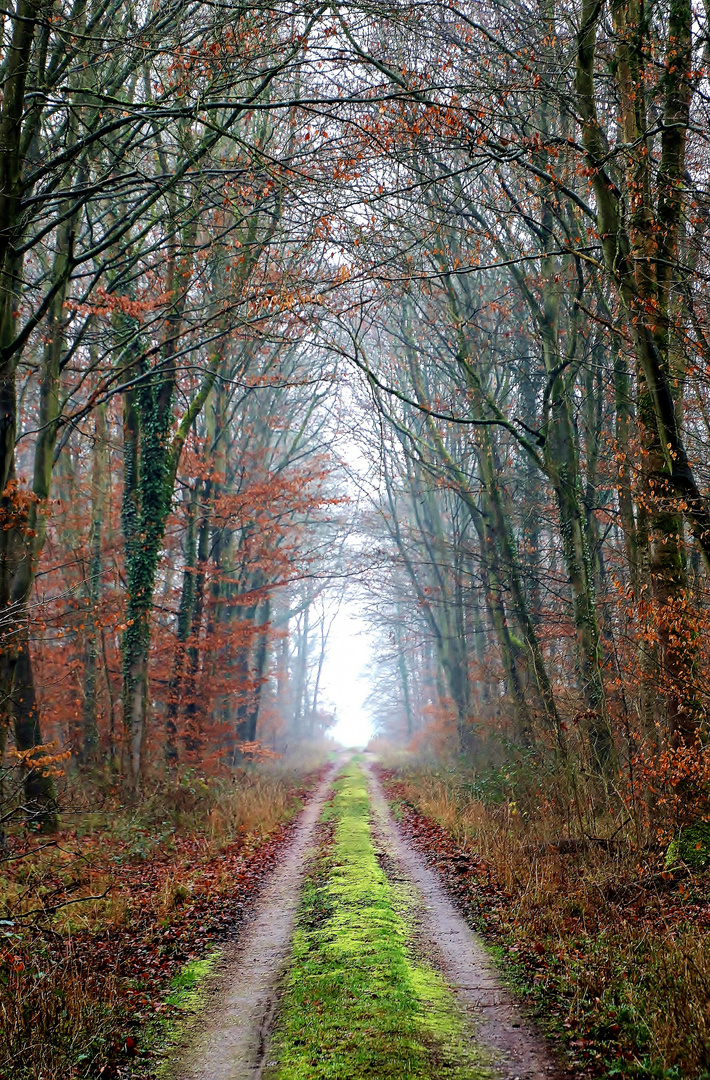 Weg in den Nebel