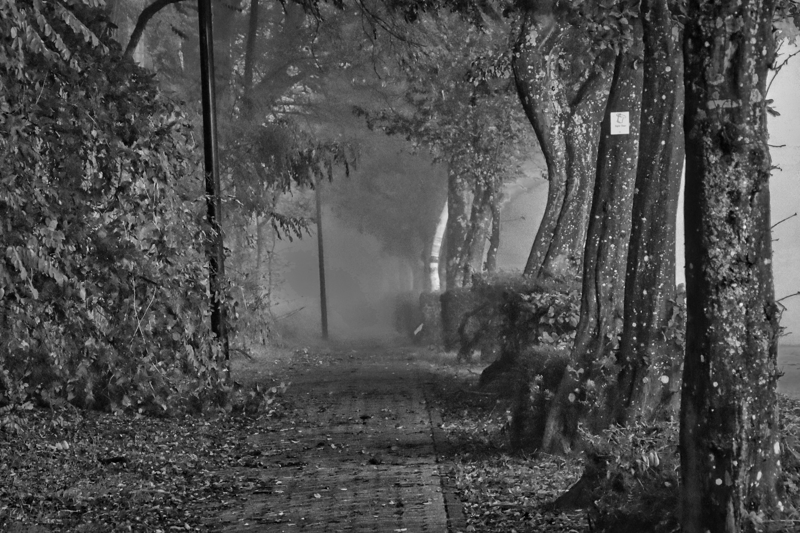 Weg in den Nebel