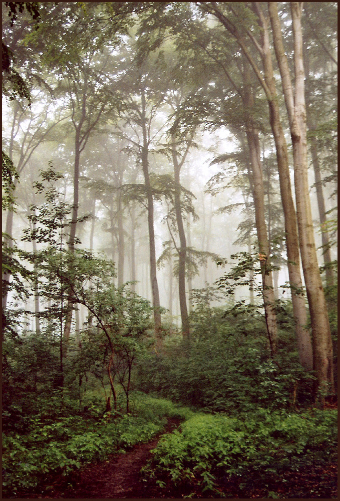 Weg in den Nebelwald