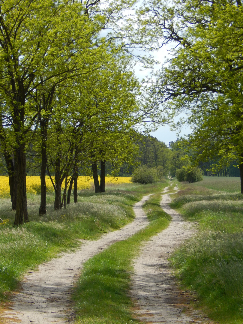 Weg in den Wald