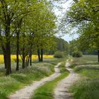 Weg in den Wald