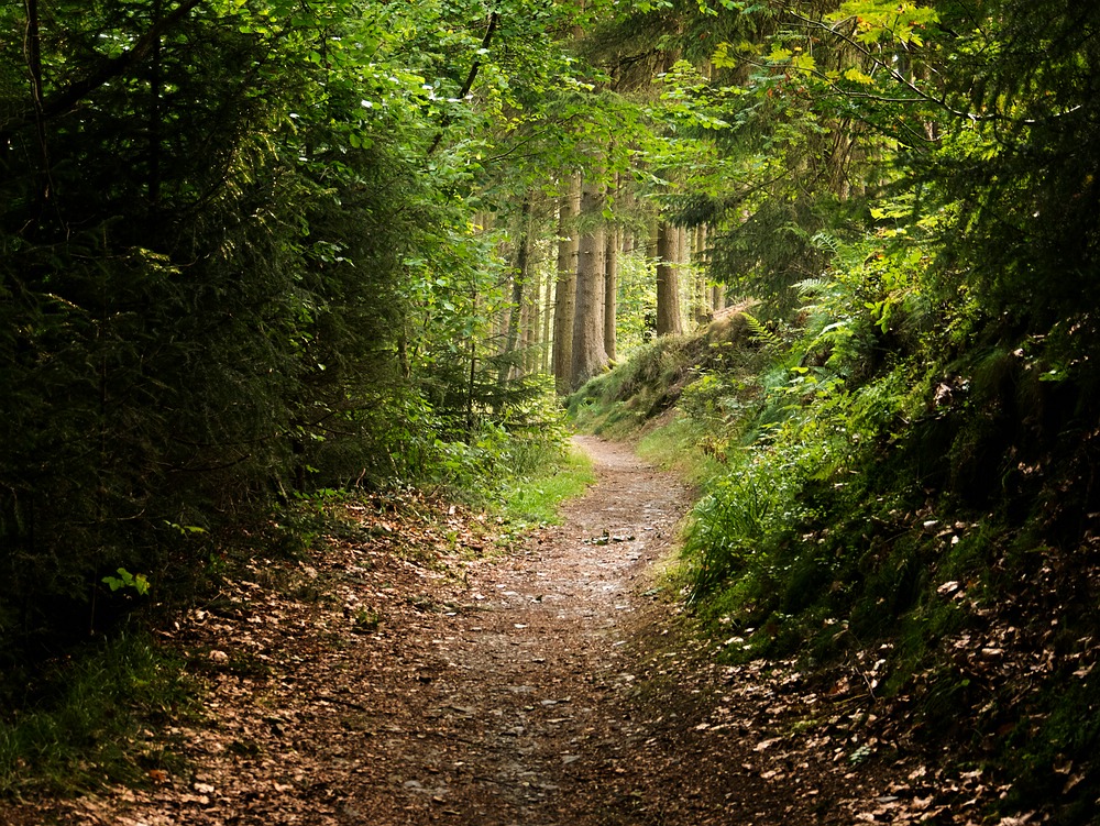 Weg in den Wald