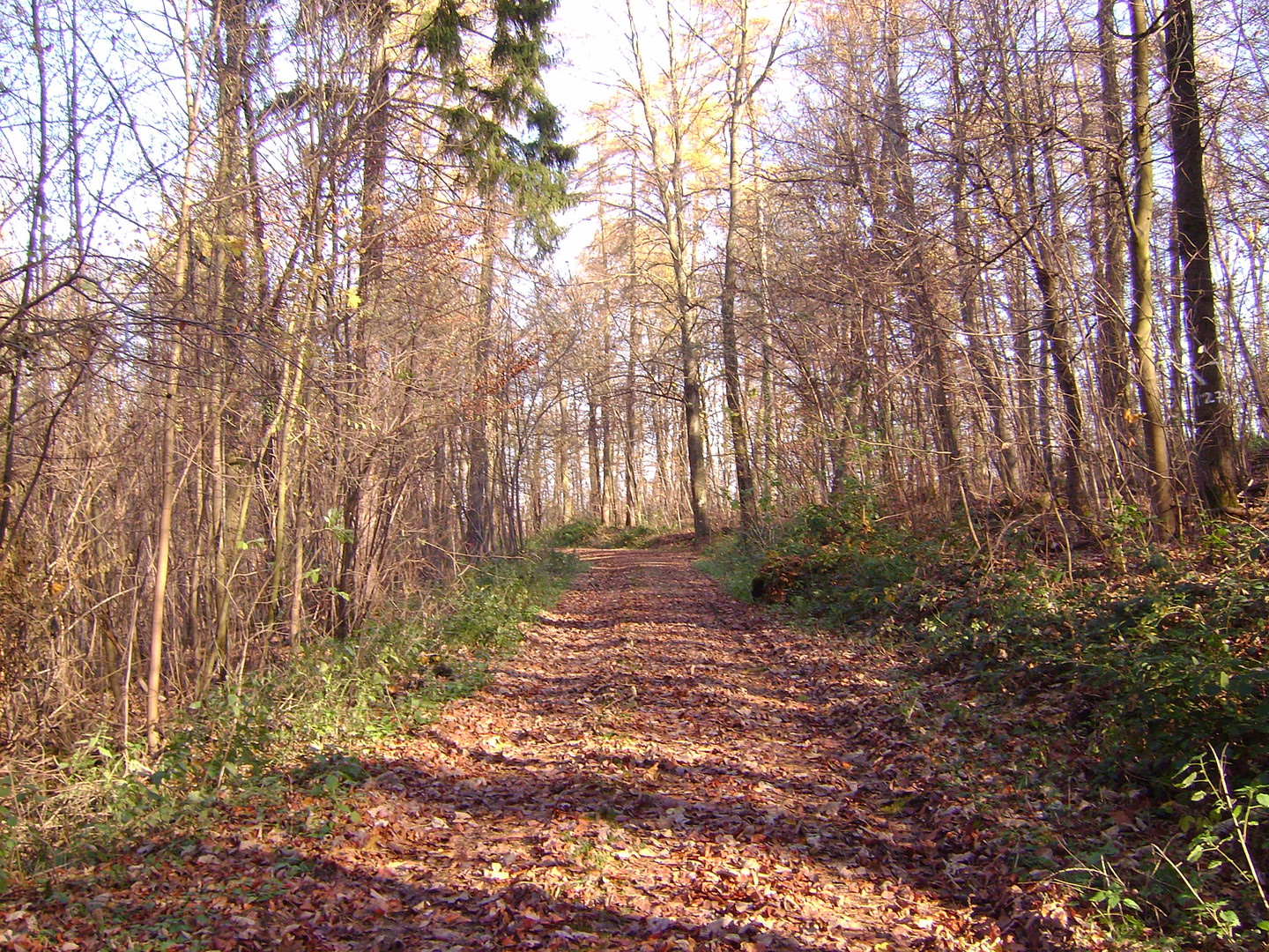 Weg in den Wald