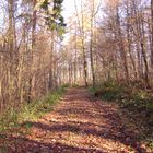 Weg in den Wald