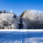 Weg in den Wald