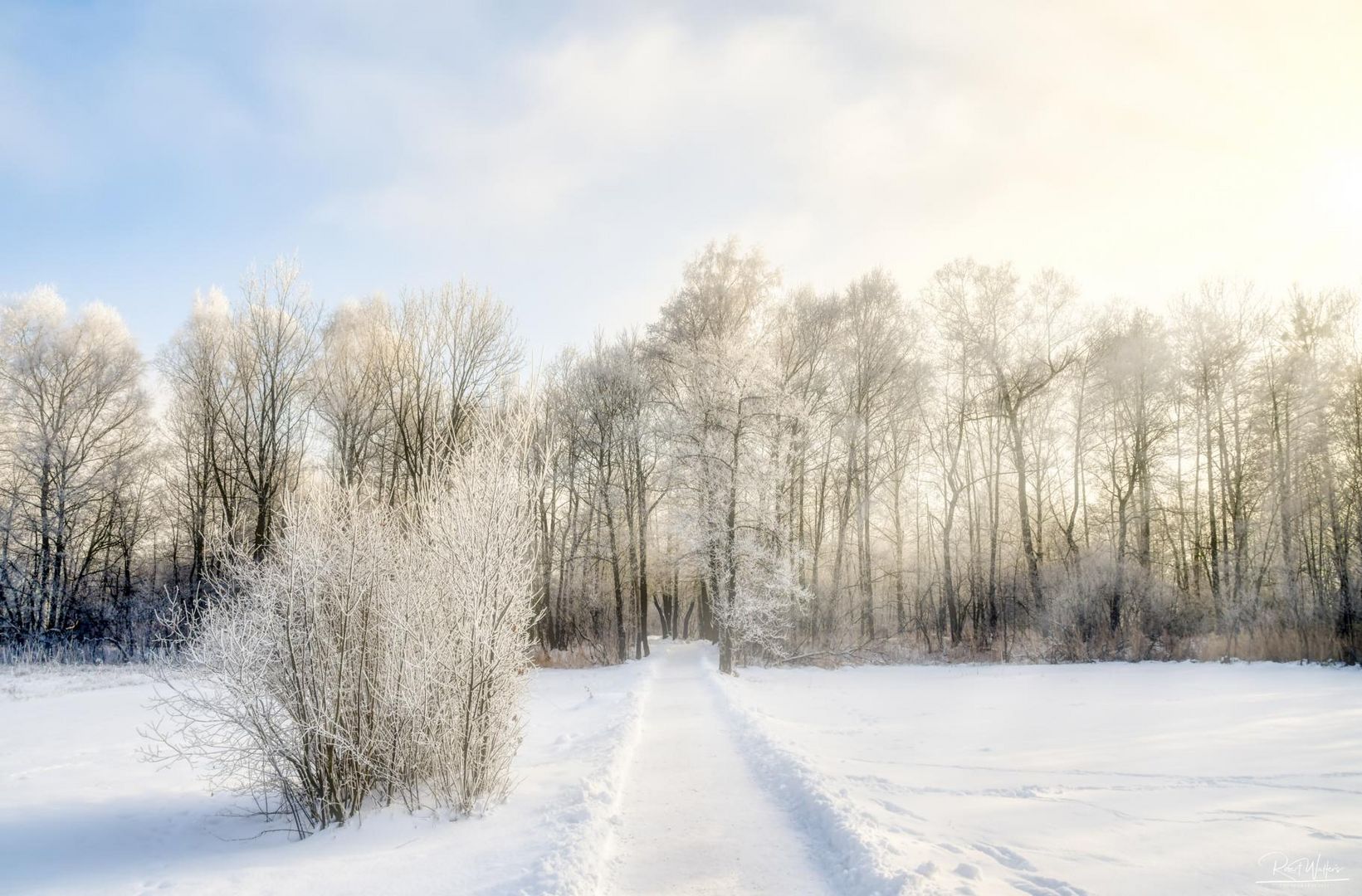 Weg in den Wald