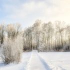 Weg in den Wald