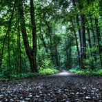 Weg in den Wald oder auch Waldweg