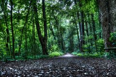 Weg in den Wald oder auch Waldweg