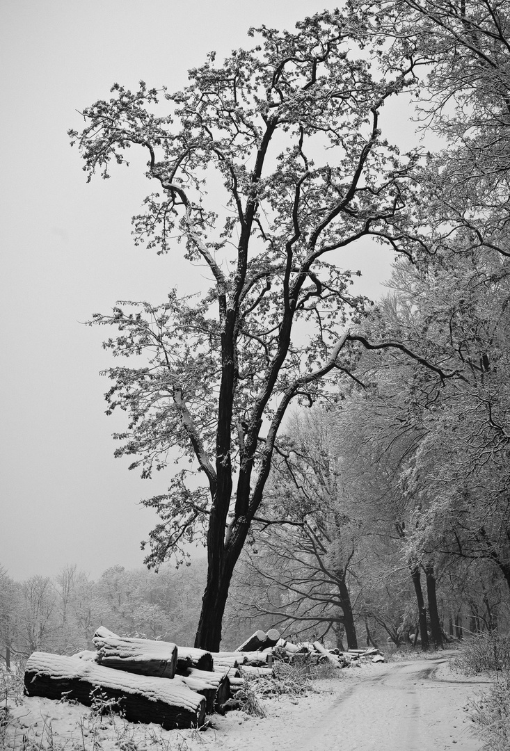 Weg in den Winterwald