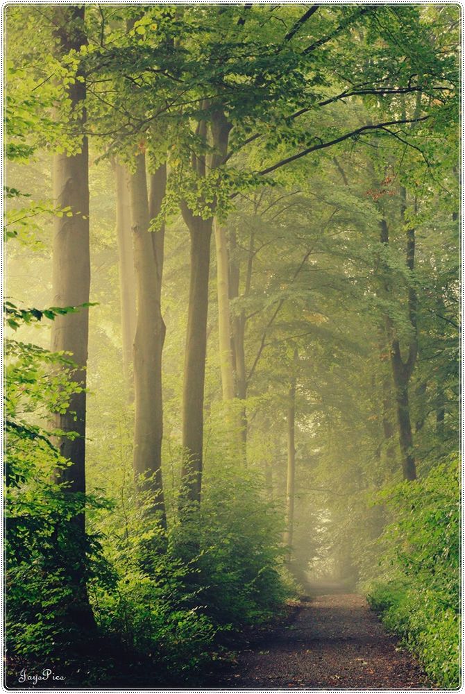 Weg in den Zauberwald