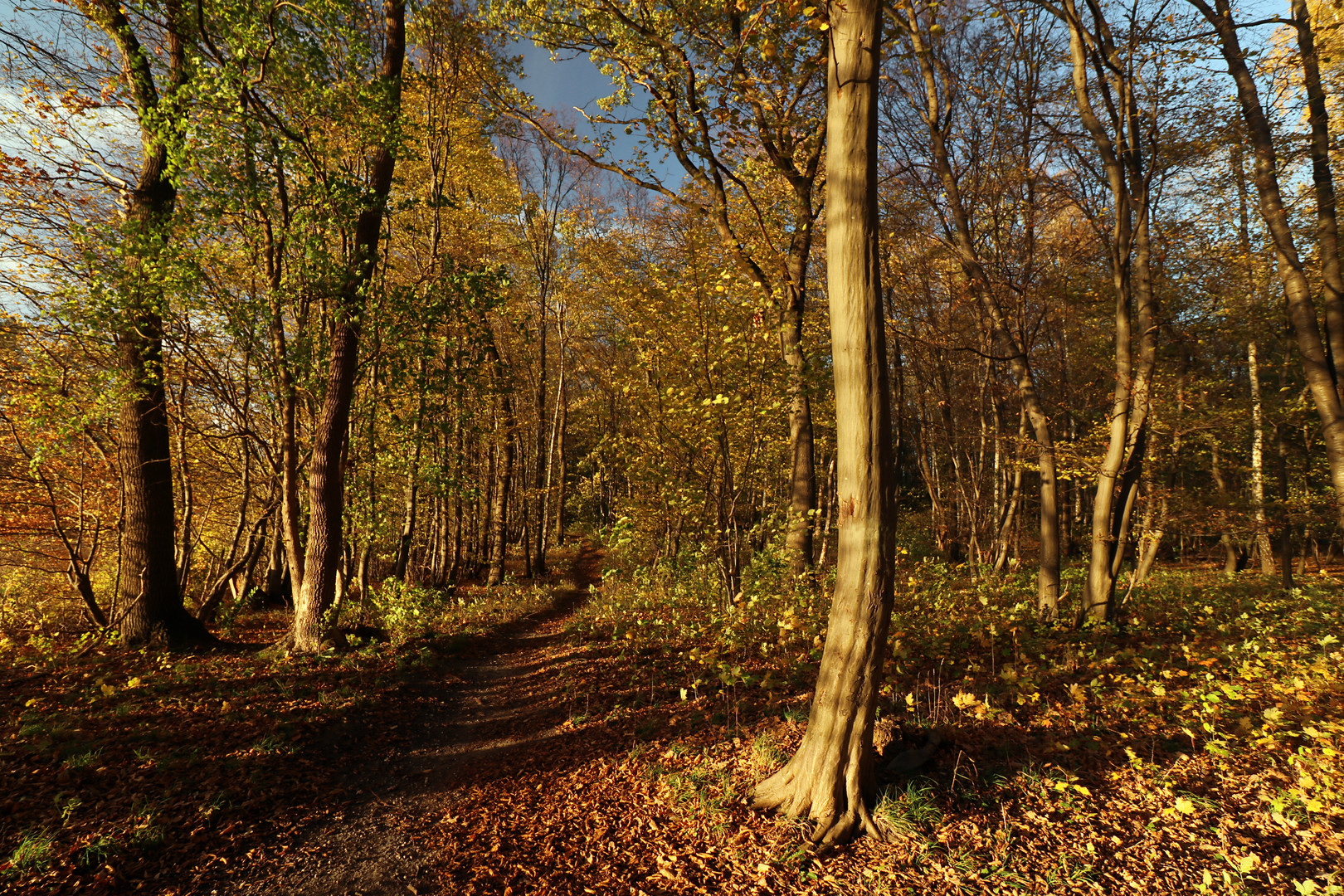 Weg in der Abendsonne