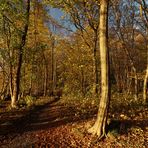 Weg in der Abendsonne