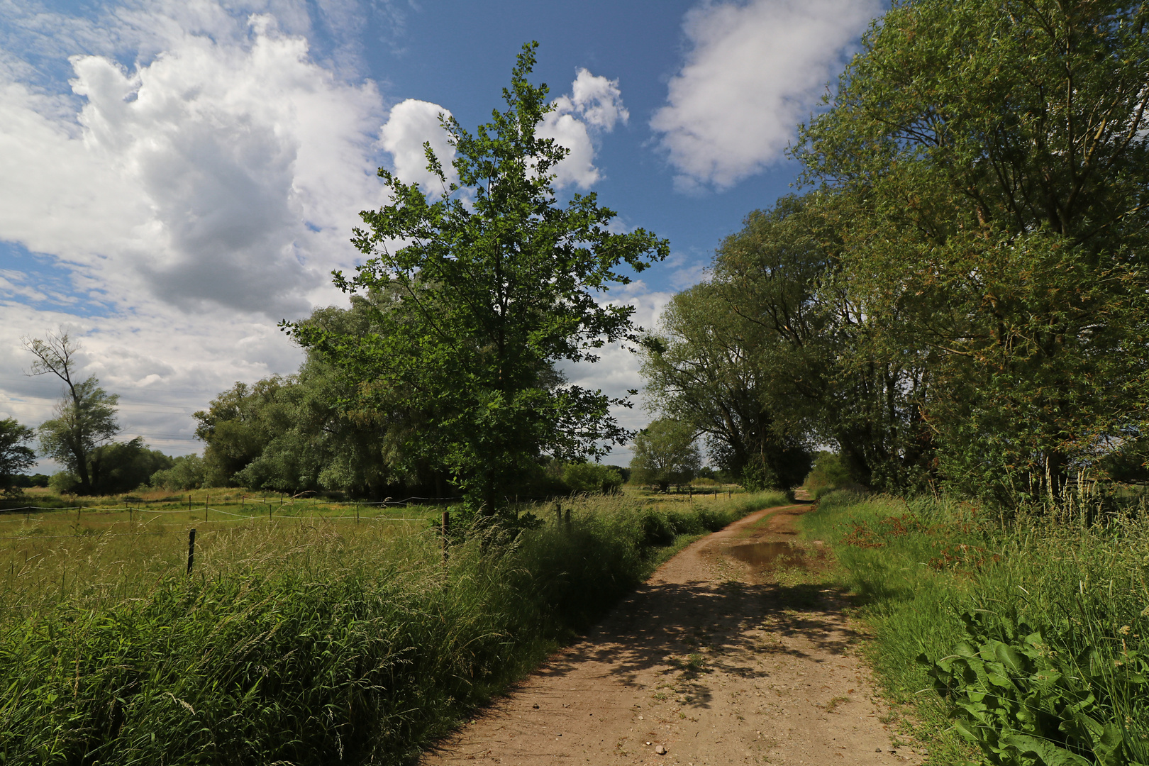 Weg in der Aue 