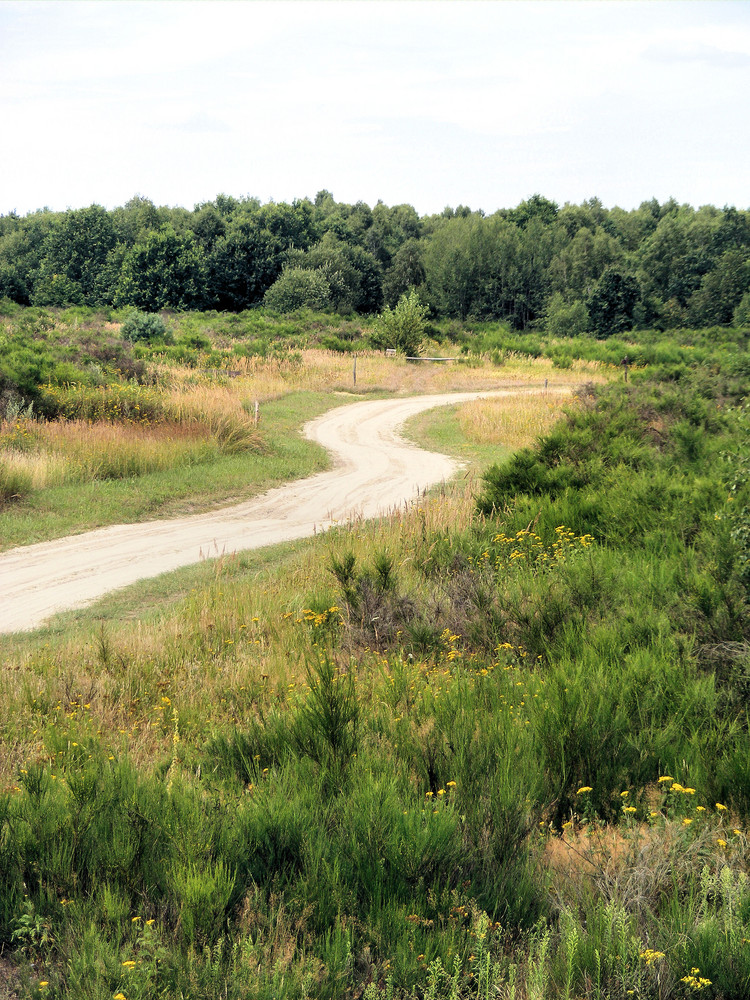 weg in der Heide