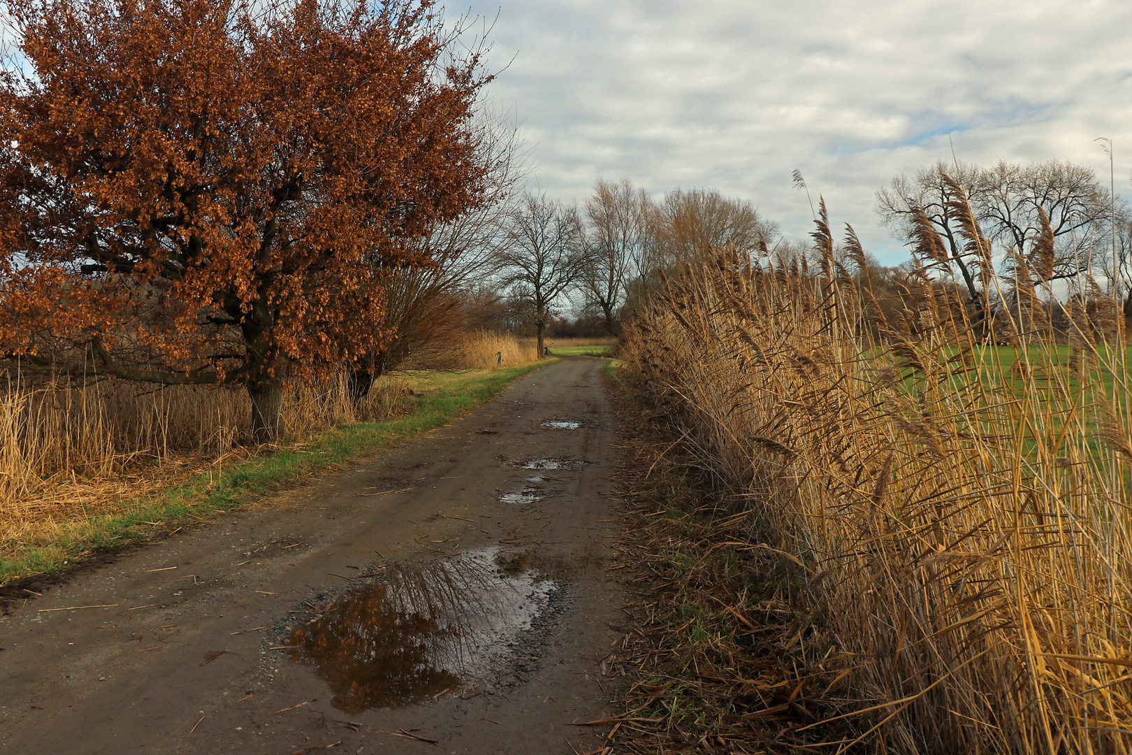 Weg in der Okeraue Foto & Bild landschaften, bäume, wolken Bilder auf