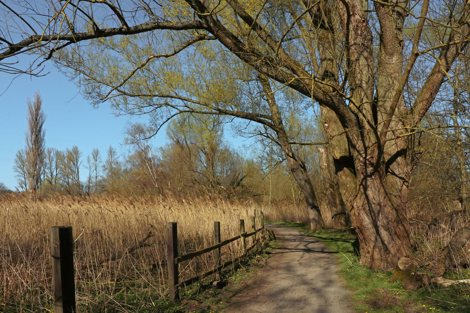 Weg in der Schunteraue