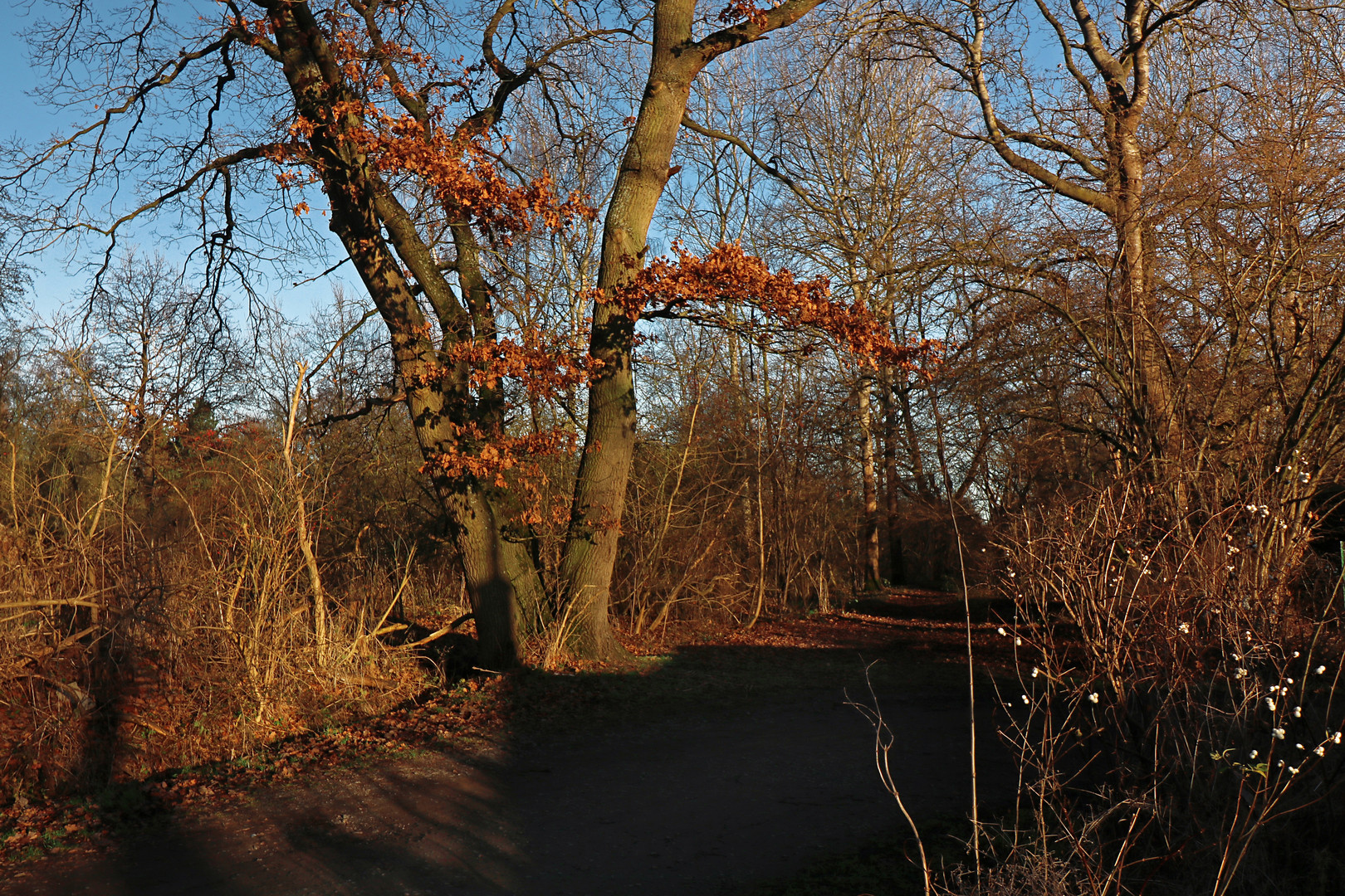 Weg in der Wintersonne