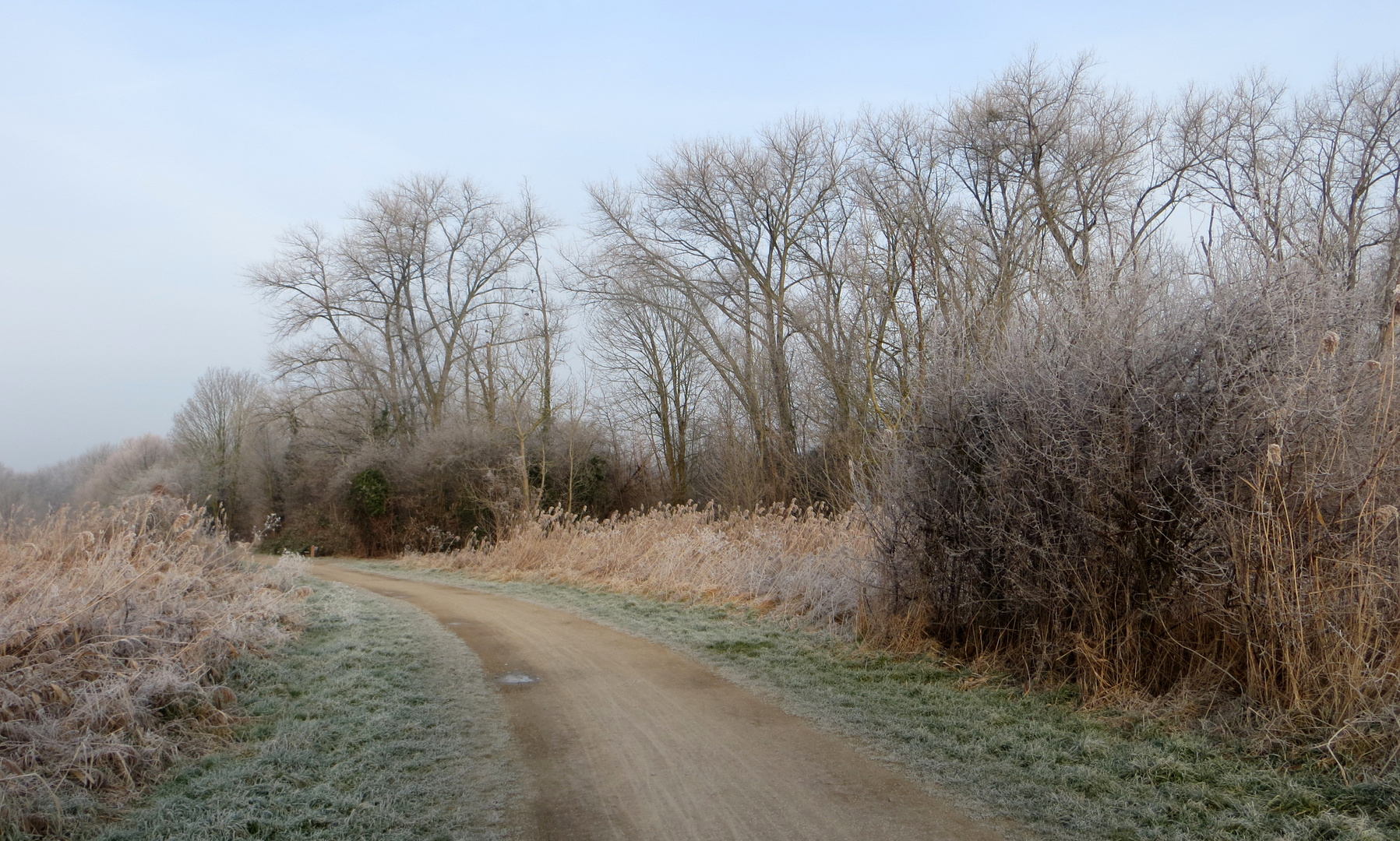 Weg in der Wülfeler Masch