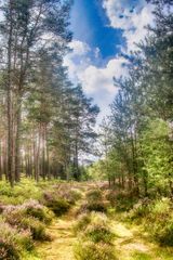 weg in die Blüten