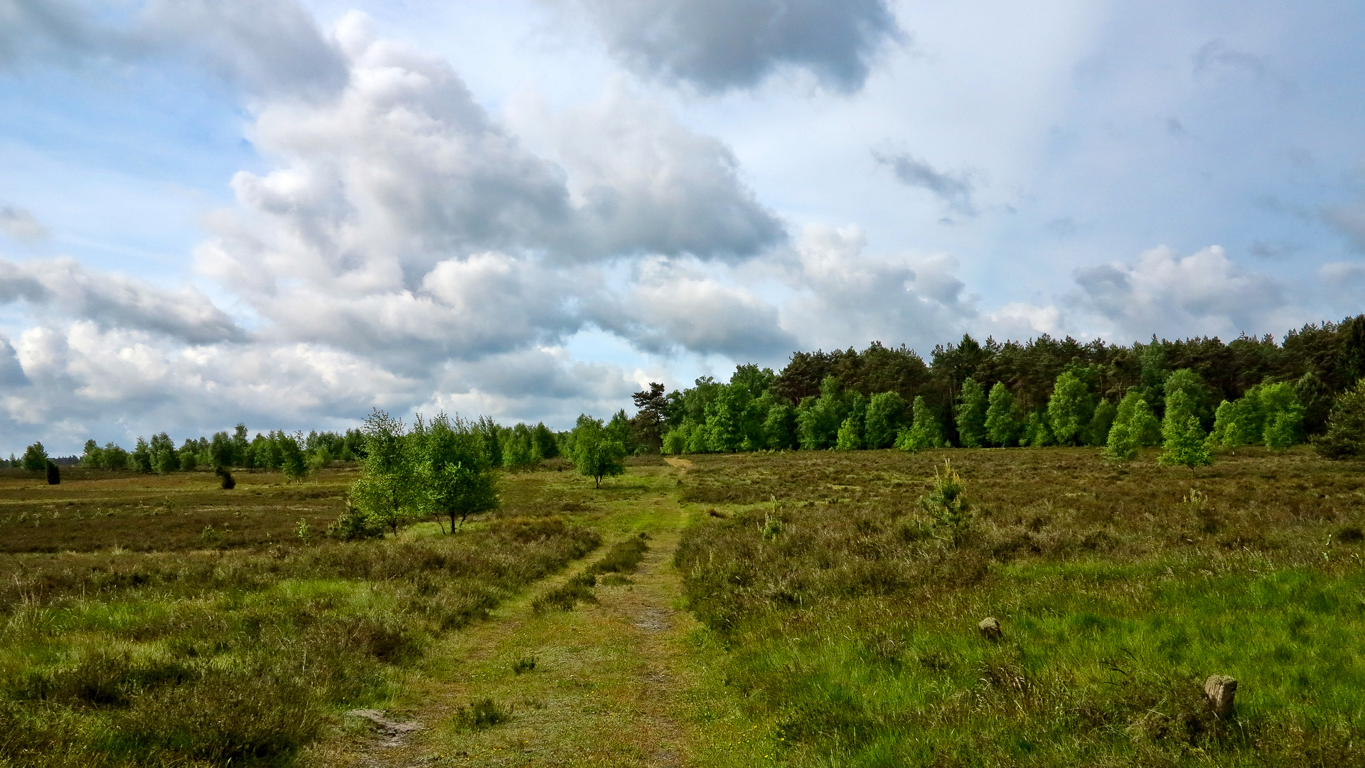 Weg in die Heide