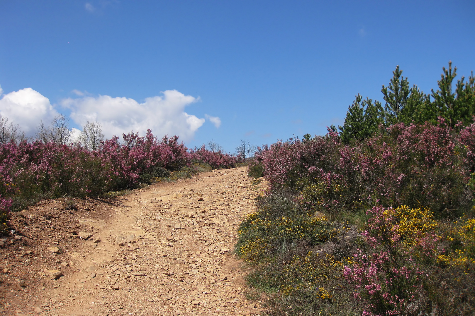 Weg in die Montes de León