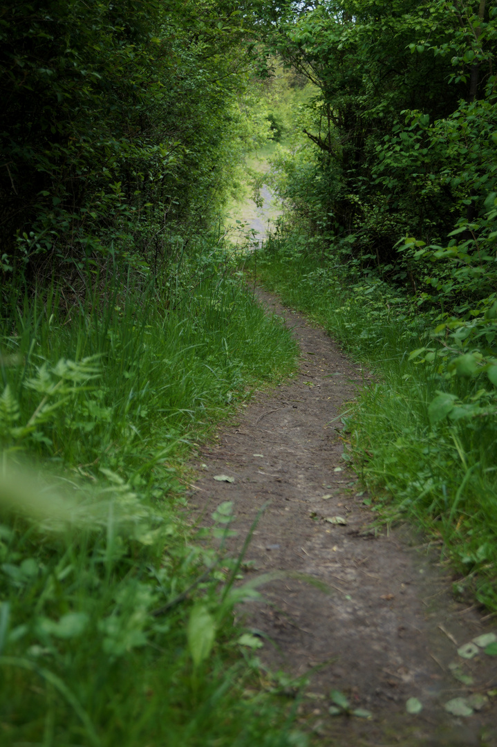 Weg in die Wälder