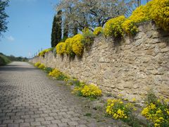 Weg in die Weinberge