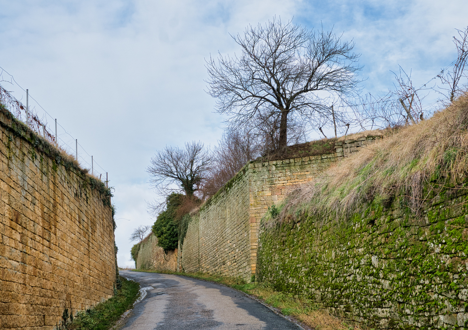 Weg in die Weinberge - Deidesheim