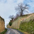 Weg in die Weinberge - Deidesheim