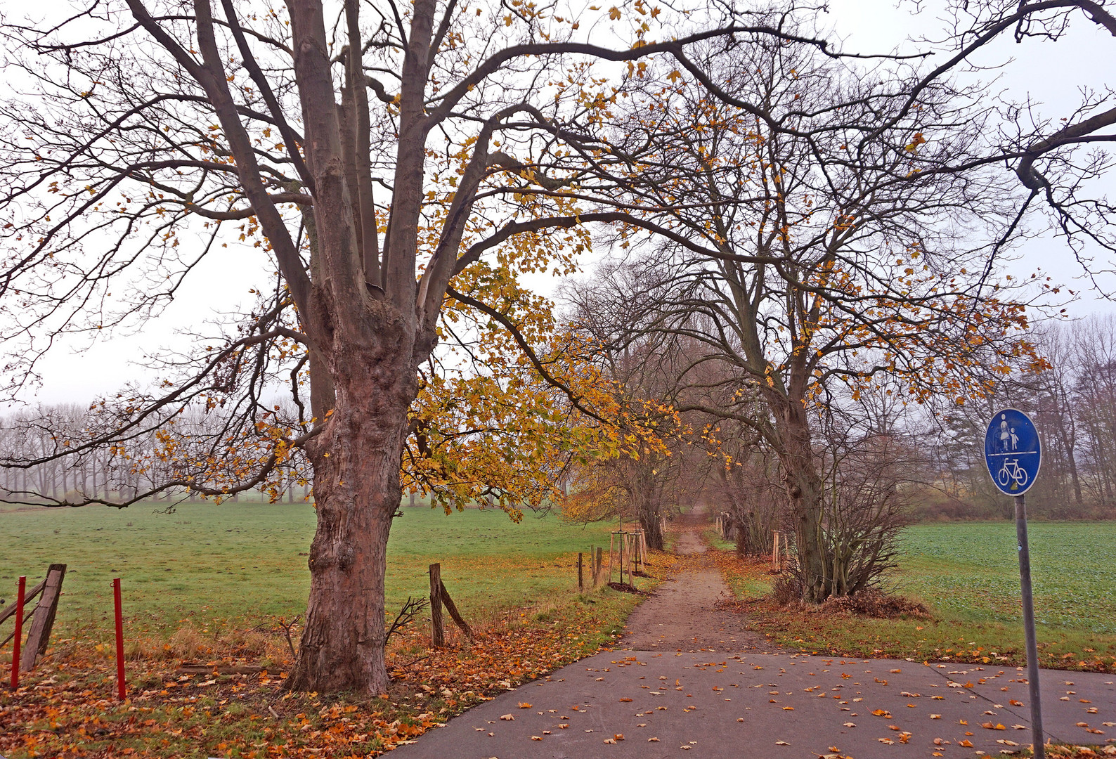 Weg in Richtung Kellerswald !