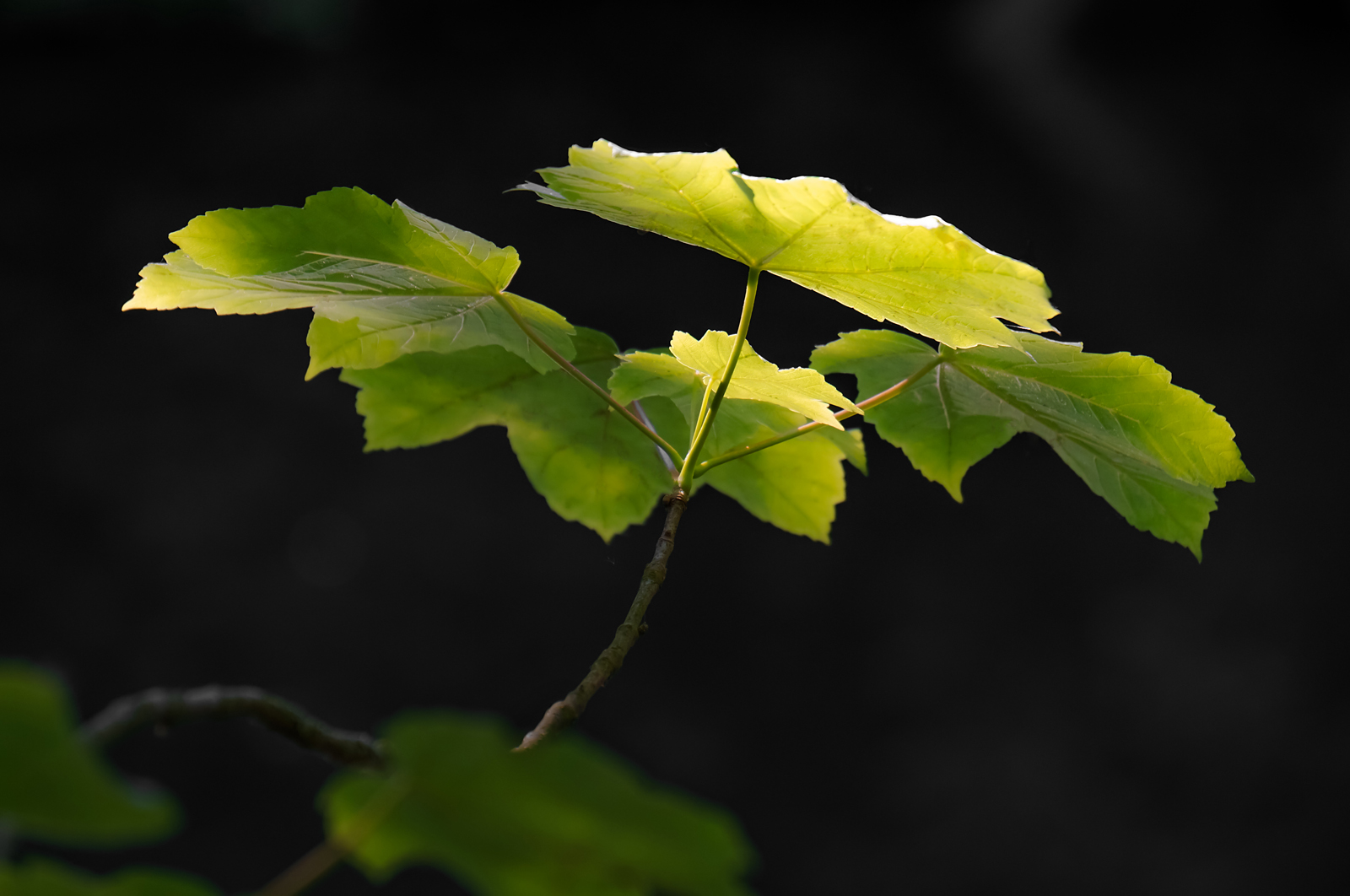 Weg ins Licht