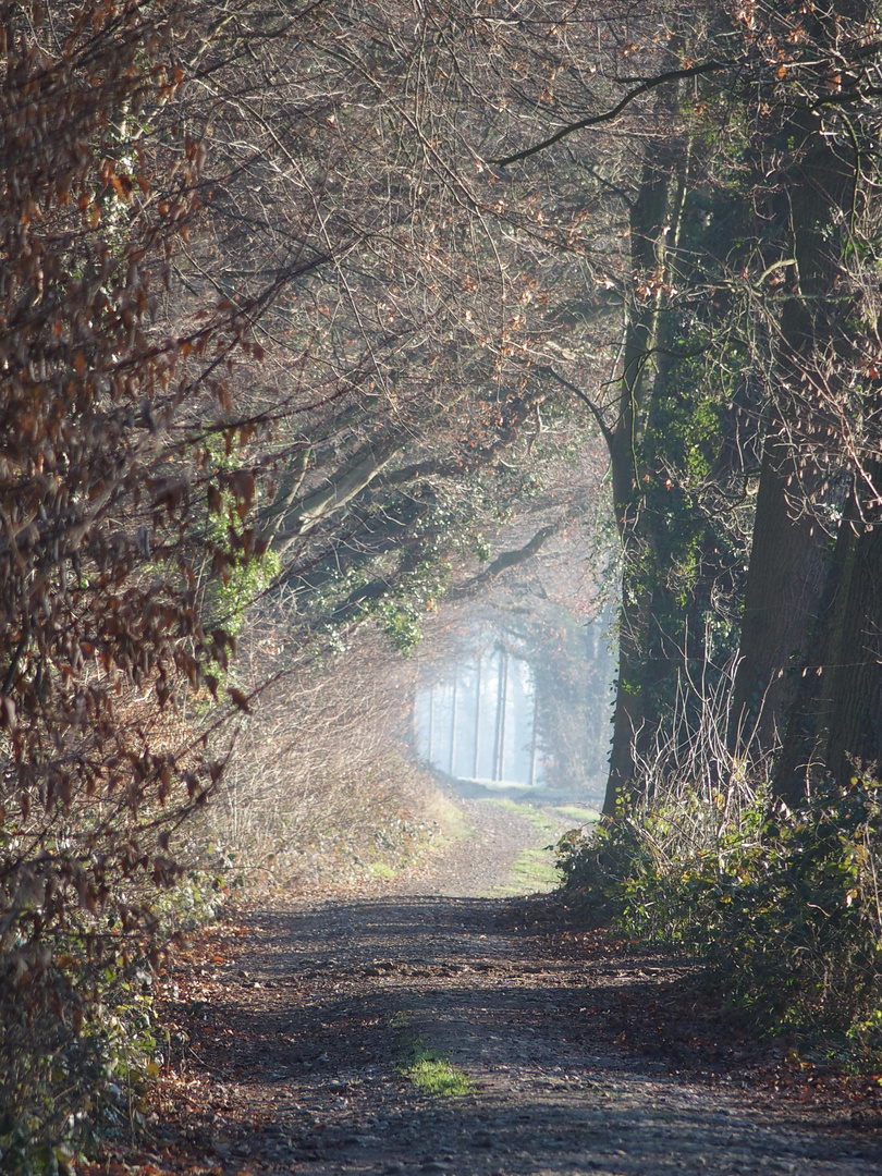 Weg ins Licht