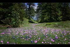 ~ Weg ins Märchenland ~