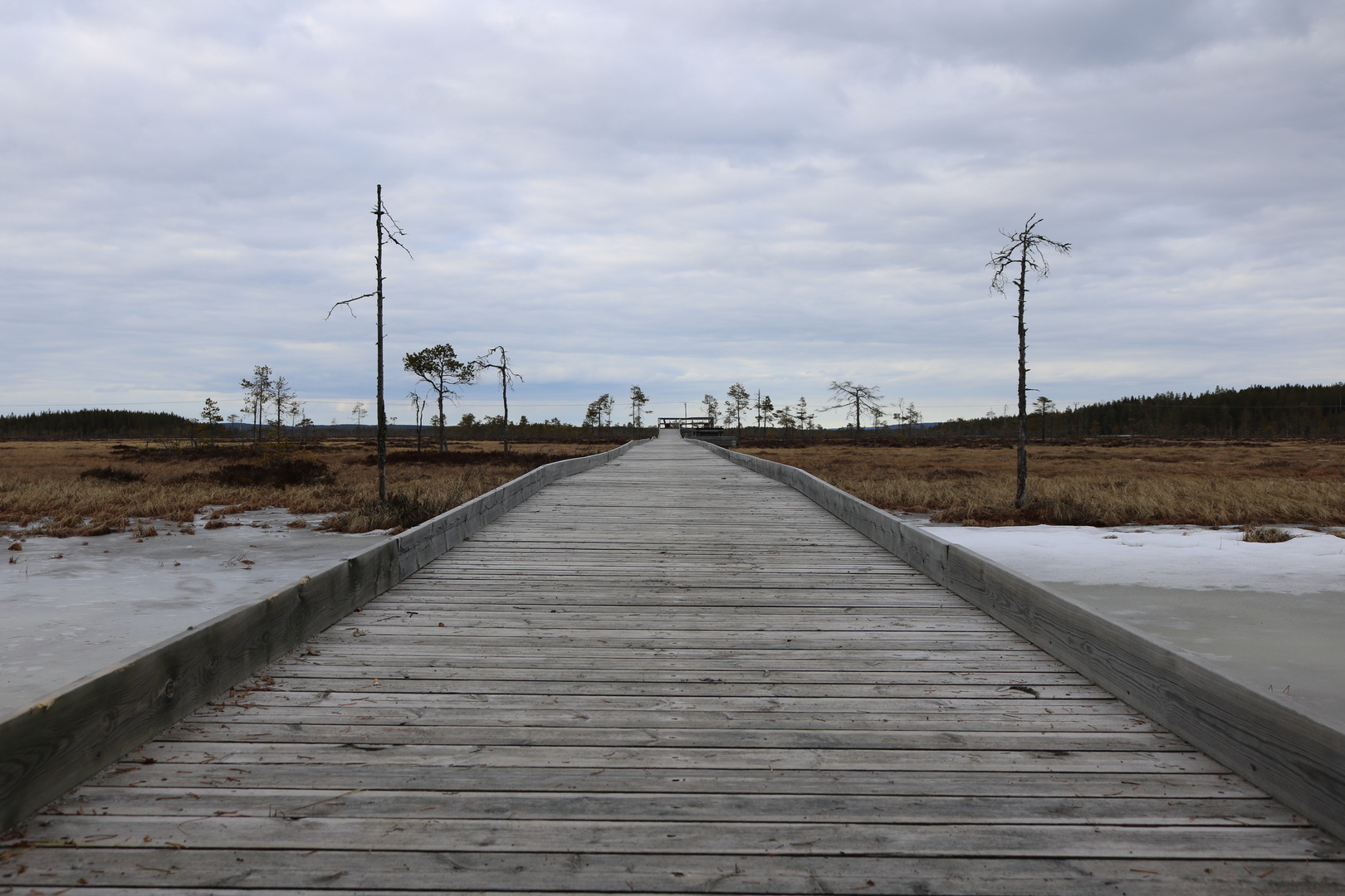 Weg ins Moor mit Aussichtsplattform