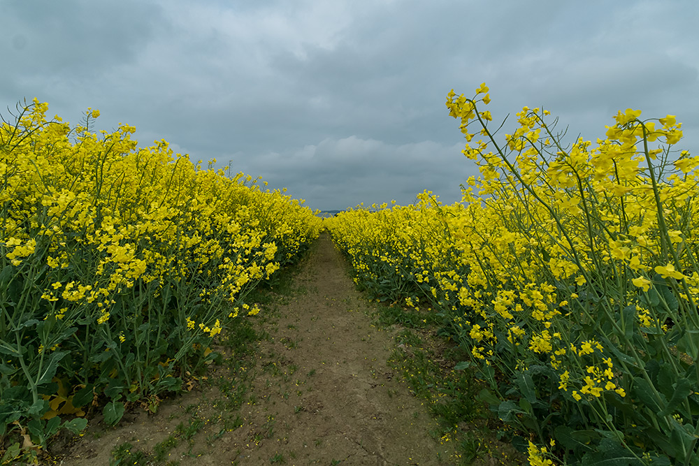 Weg-ins-Rapsfeld