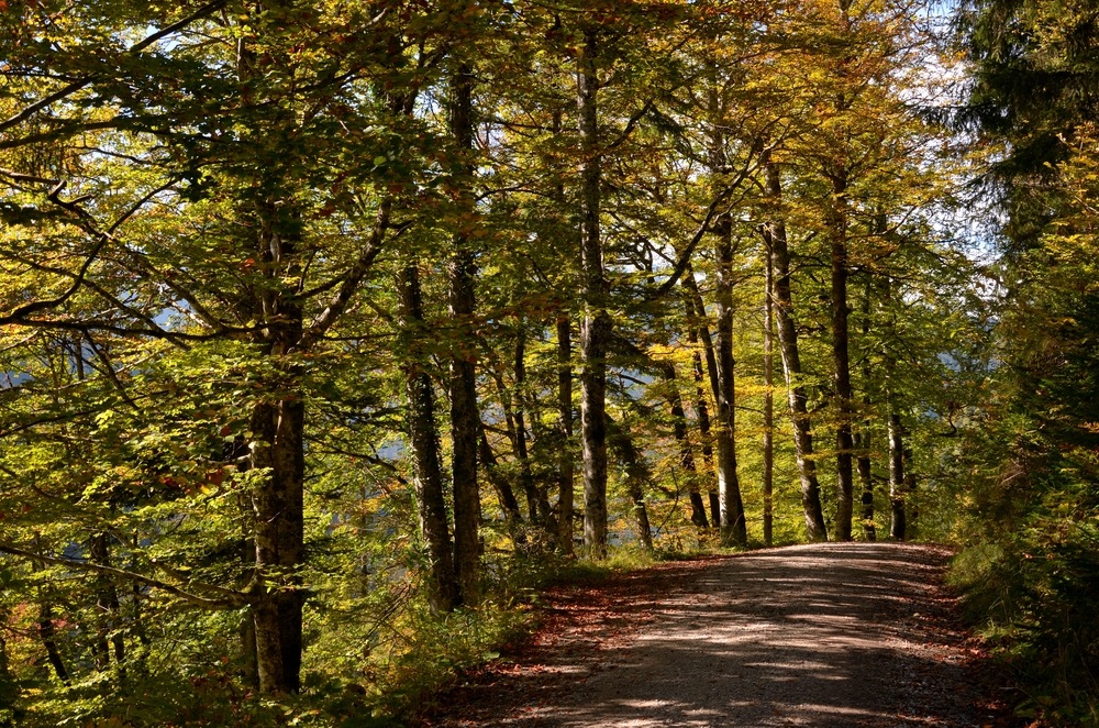 Weg mit Baumreihe