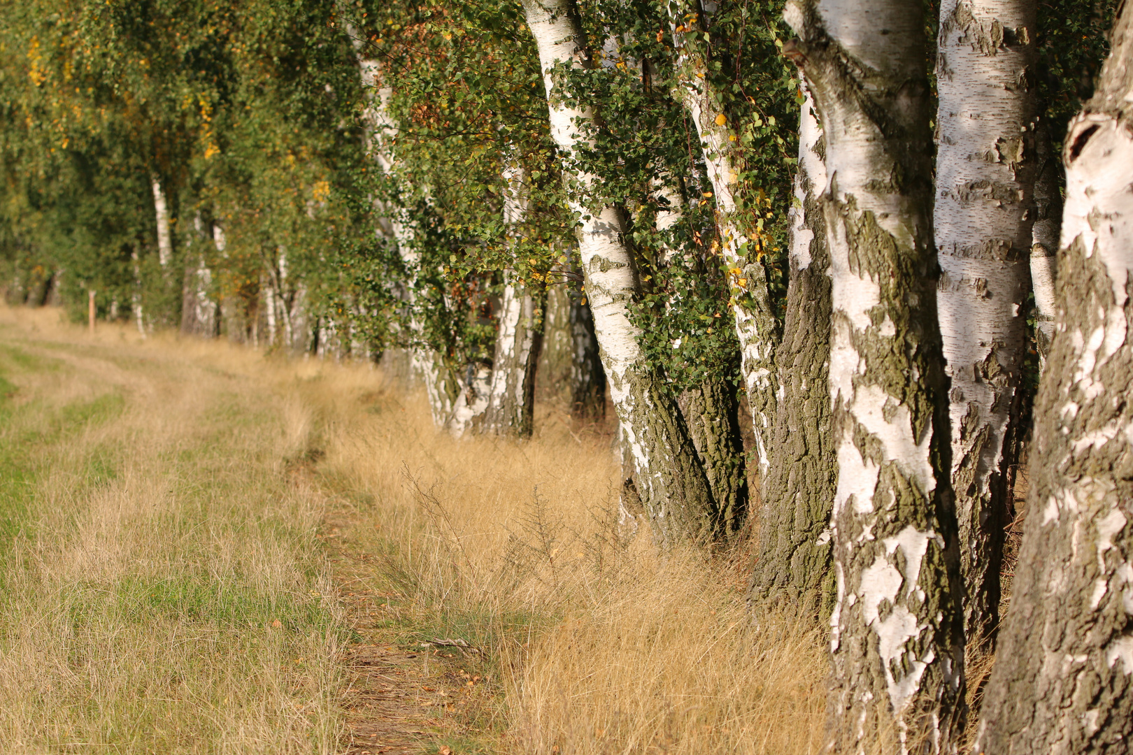 Weg mit Birken