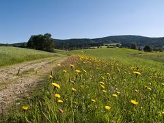 Weg mit Blümchen