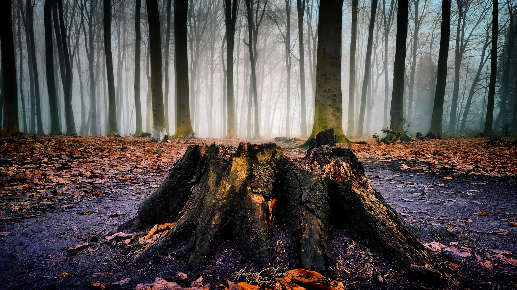 Weg mit den Bäumen - Freie Sicht zum Wald!