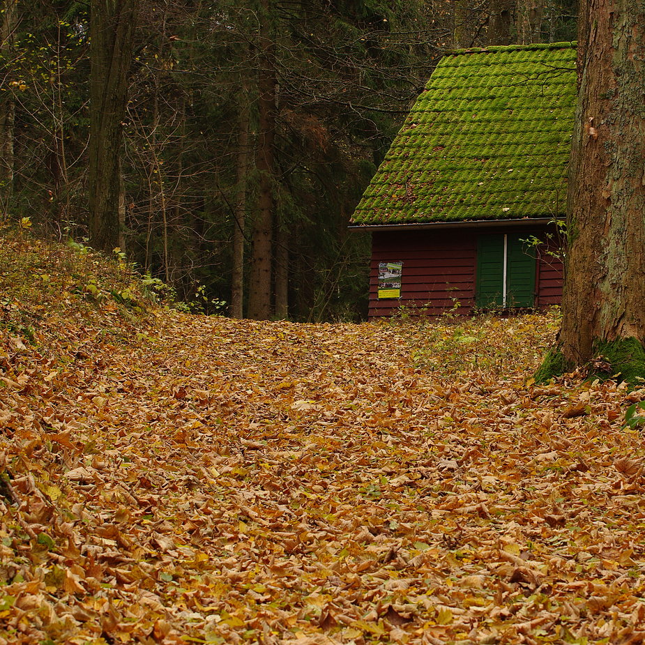 weg mit den blättern