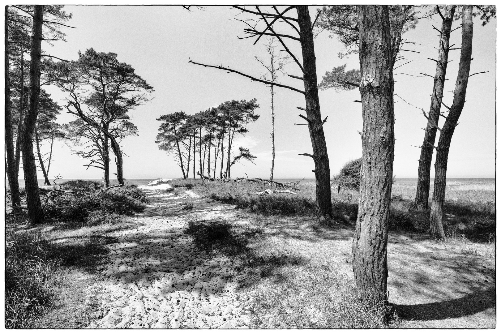 Weg mit Kiefern zum Weststrand