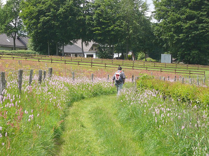 Weg mit Wiesenknöterich