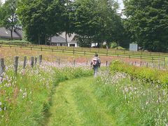 Weg mit Wiesenknöterich