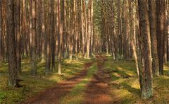 Weg nach Mirow