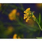 Weg-Rauke.....(Sisymbrium officinale)