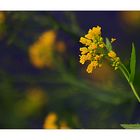 Weg-Rauke.....(Sisymbrium officinale)