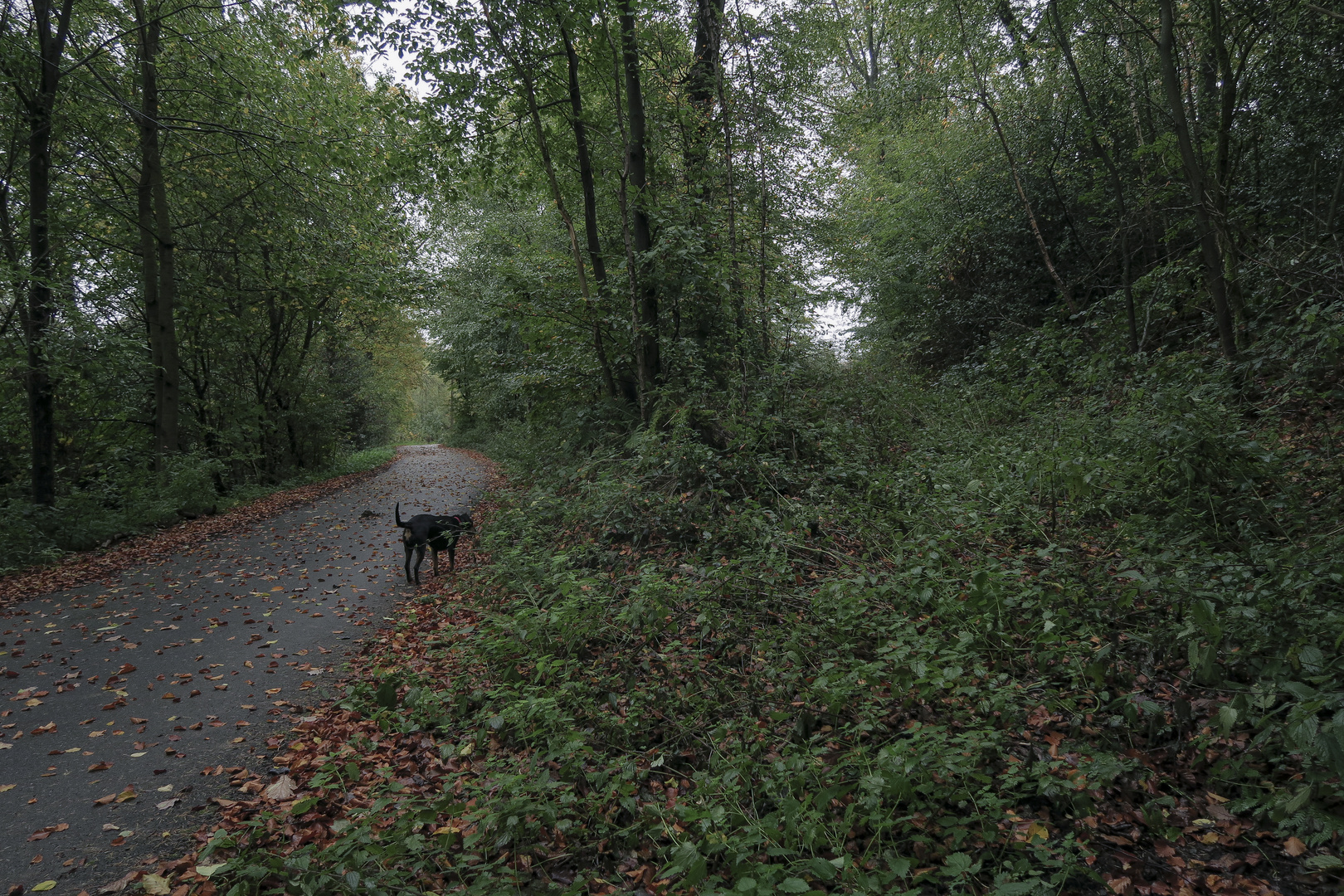 Weg rechts zugestrüppt und nicht spazierbar. Hund schnuppert lieber auf befestigtem Boden.