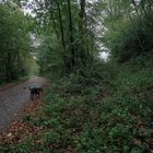 Weg rechts zugestrüppt und nicht spazierbar. Hund schnuppert lieber auf befestigtem Boden.